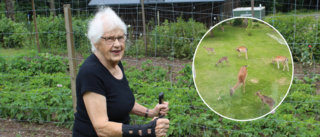 Maries trädgård blev plundrad på vartenda äpple