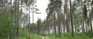 Lika många åsikter om skogen som antal träd i densamma