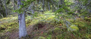 Hela landets naturskogar kartlagda