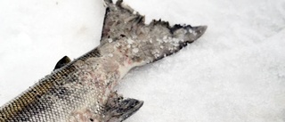 Larm från fiskare: Fiskarna är sjuka