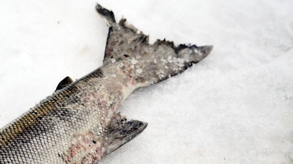 Början av angrepp syns på den här fisken i form av ovala och runda märken i skinnet.