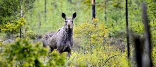 Älgtilldelningen försenad