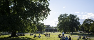 Blandning av träd renar luft bäst