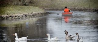 Saknar Svandammen i Skellefteå