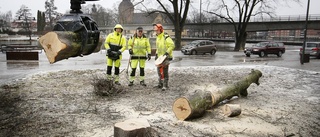 Den omtyckta blodlönnen på Söder nedsågad