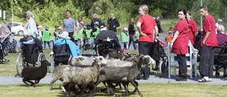 Nu har tio får fått ett nytt hem på Brandholmen