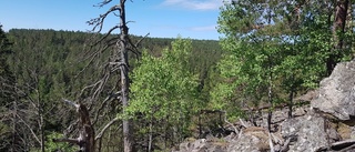 Utrotningshotade arter får bo i nytt naturreservat