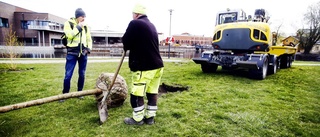 Eskilstuna blir grönare med nya träd