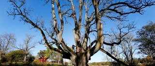 Djursös eget Yggdrasil når högst