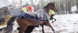 Hästtransport körde av vägen