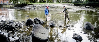 Kommunen tvingas göra något åt usla fiskvägar