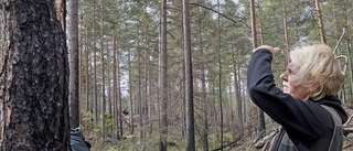 Kyrkan eldar skog för att skapa mångfald