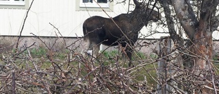 Älg skjuten på öppen gata i Eskilstuna