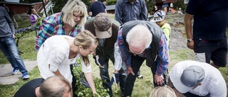 "Midsommardrama" i Gamla Oxelösund