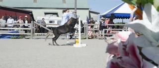 Miniatyrhästar på Krustorp Ranch