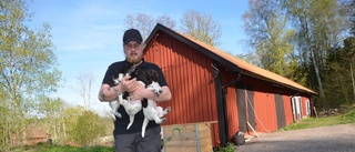 Slut med hundglädje på VIF - för tillfället