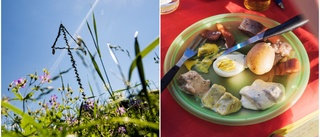 Midsommarmaten dyrare än på länge ✔ Sillen ✔ Nubben ✔ Potatisen • "Särskilt kaffet har blivit dyrt"