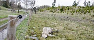 Ännu ett vargangrepp på Molstaberg