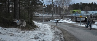 Cityrenar på lördagsgalej