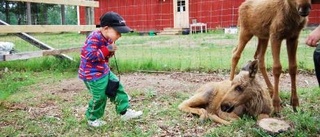 Älgfarmsboomen har nått Norrbotten