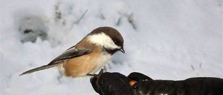 Närkontakt i lavskrikans skog