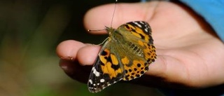 Roknäsbarn har studerat insekter