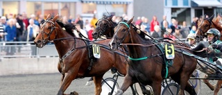 Haugstad blev björnvinnare