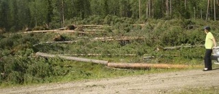 Skogen rensas efter trombens spår