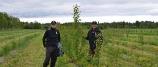 Nya grepp i skogen