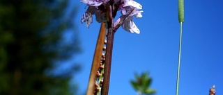 Blomsterprakten nermejad