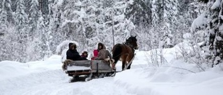 Stämningsfull hästskjuts i tomteskogen