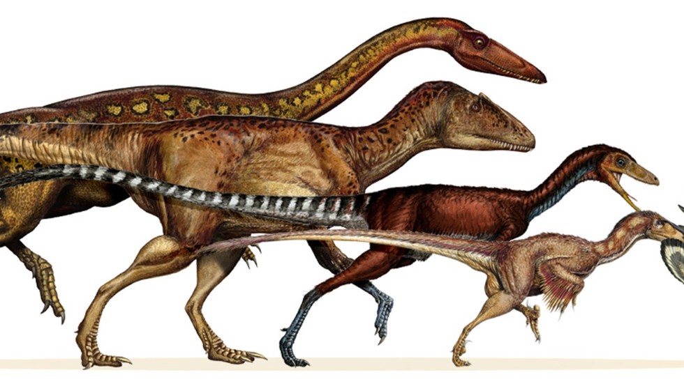 Utvecklingen från små rovdinosaurier till fåglar var en process som tog många miljoner år. Längs till höger på bilden syns urfågeln Archaeopteryx.