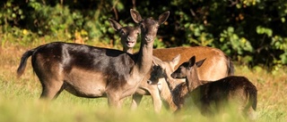 Flera viltolyckor med dovhjortar