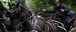 Hästkraft i Slottsskogen