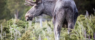 Se upp för älg på väg 