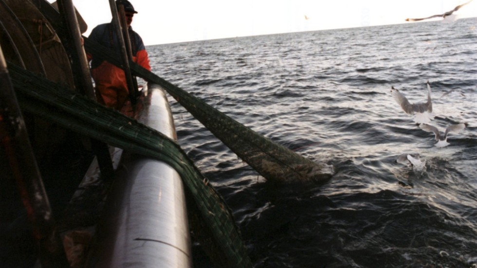 Fisk från Östersjön blir fiskfoder till norska laxodlingar.