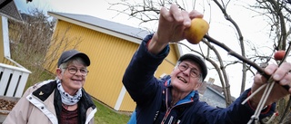 De lägger ner tusentals kronor på fågelmat och fåglarna flockas: "Jag räknade till 30-40 bergfinkar på en gång"