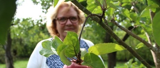 Maggan änner för hembygden