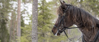 Stjärnan är tillbaka efter drunkningstillbud – en julskinka ligger i potten i comebacken