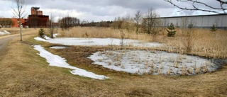 Större vattensalamander drabbas vid exploateringen av Vallastaden