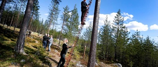 Hemligt trädrum: "Det är både primitivt och exklusivt"