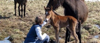 Nya kelgrisar myser på viltfarmen