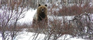 Skoterförare spårar upp nyvakna björnar