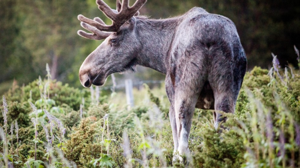 De få situationer en älg blir aggressiv finns det ofta en hund med i bilden. Arkivbild.