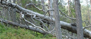 Naturskog kan helt plötsligt avverkas