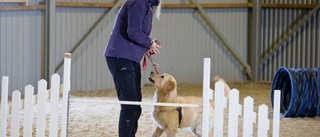 Grans inkörsport till hundliv