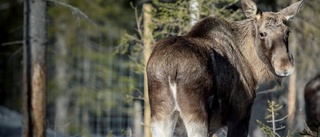 CWD-provtagning går in i skarpt läge