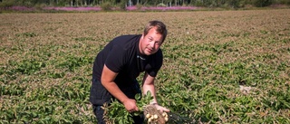 Nattfrost hotar årets potatisskörd