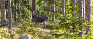 Nu startar älgjakten – färre älgar får fällas