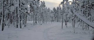 Årets älgvandring i full gång